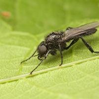 St Mark's Fly - Bibio marci 